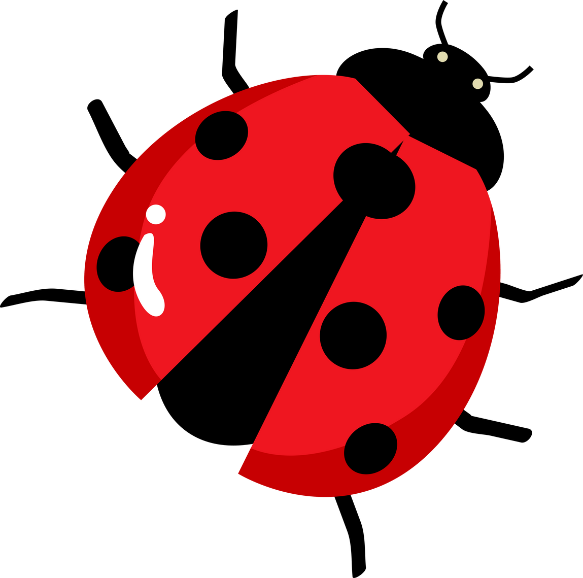 Ladybug